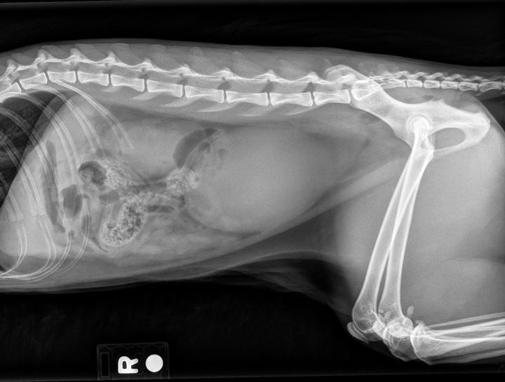 Pet Digital Radiology