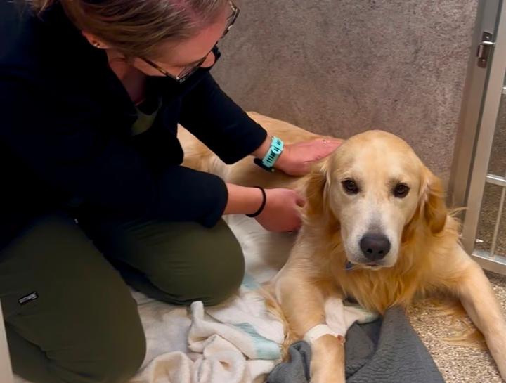 Spay & Neuter Procedures