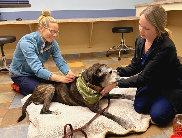 Acupuncture for Pets in $city