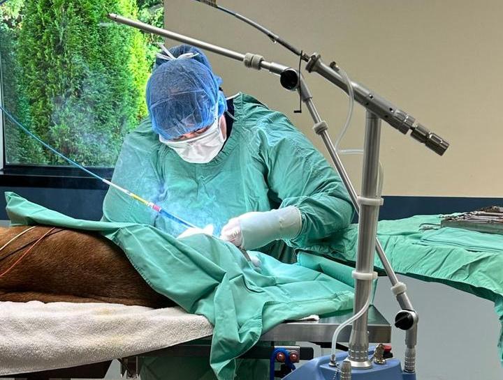 Laser Surgery for Pets in $city