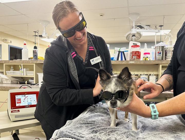 Laser Therapy for Pets