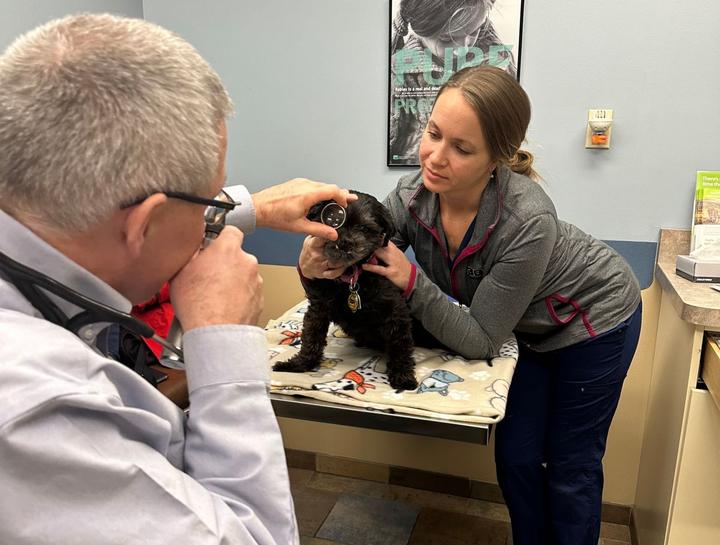 $City Elderly Dog & Cat Care