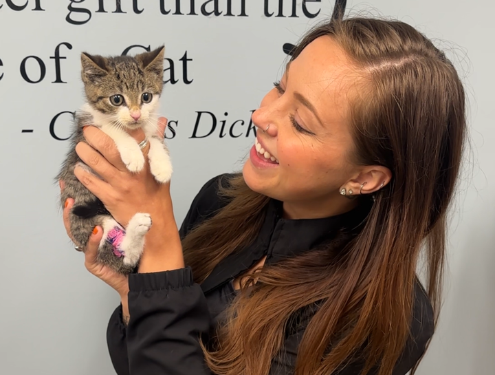 Cat Veterinarian